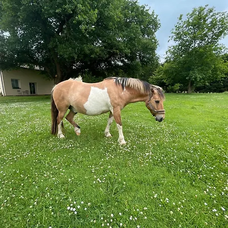 Balneo Nocleg ze śniadaniem Mauleon-D'armagnac